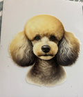 Poodle