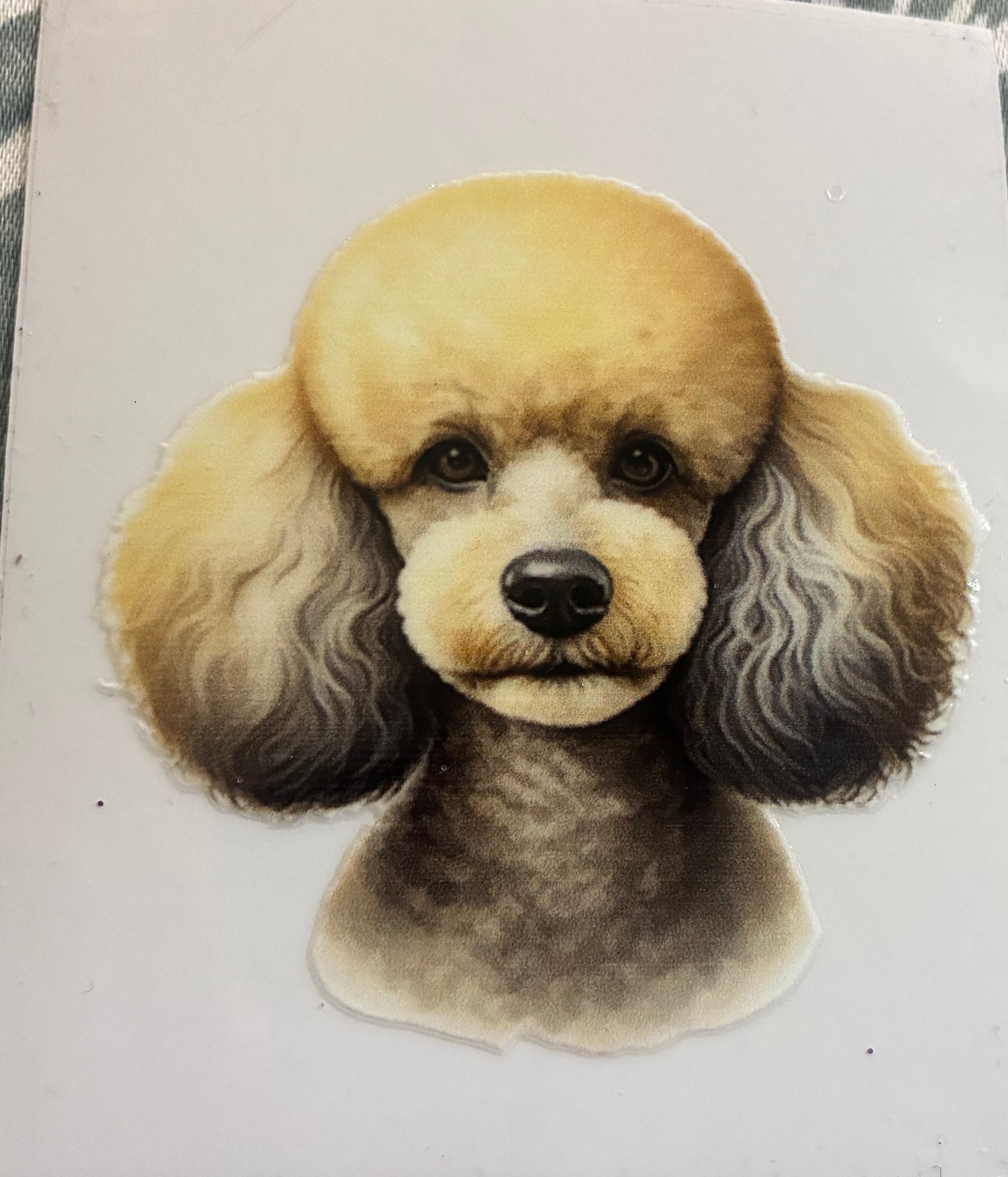 Poodle