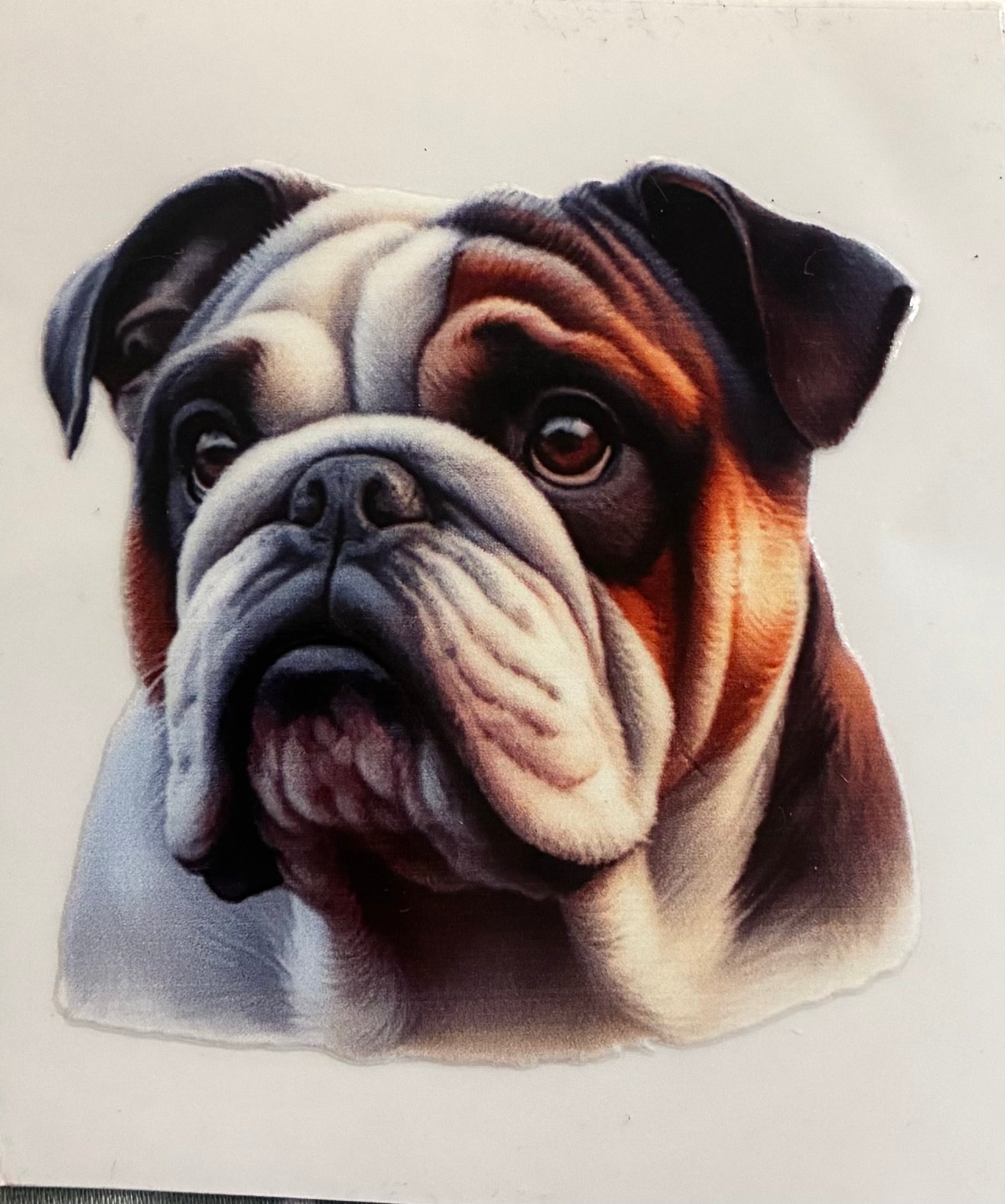 Bulldog