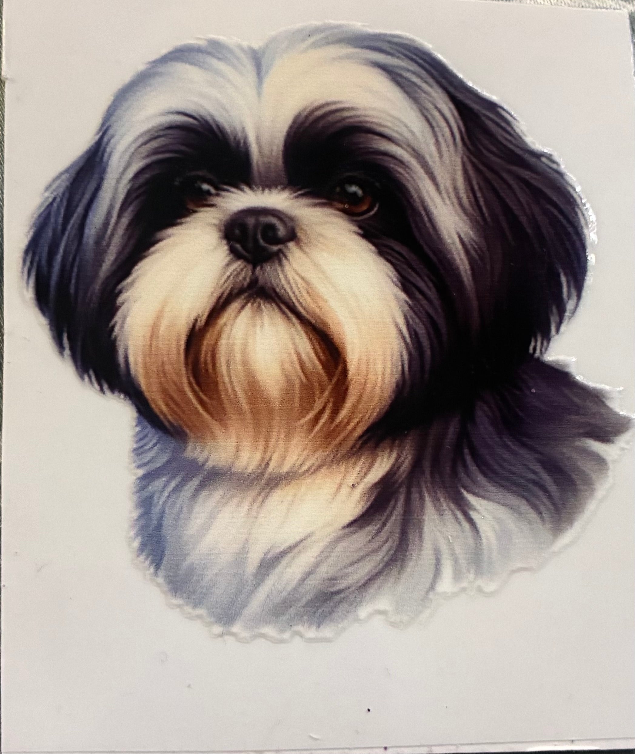 Shih Tzu