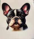 French bulldog