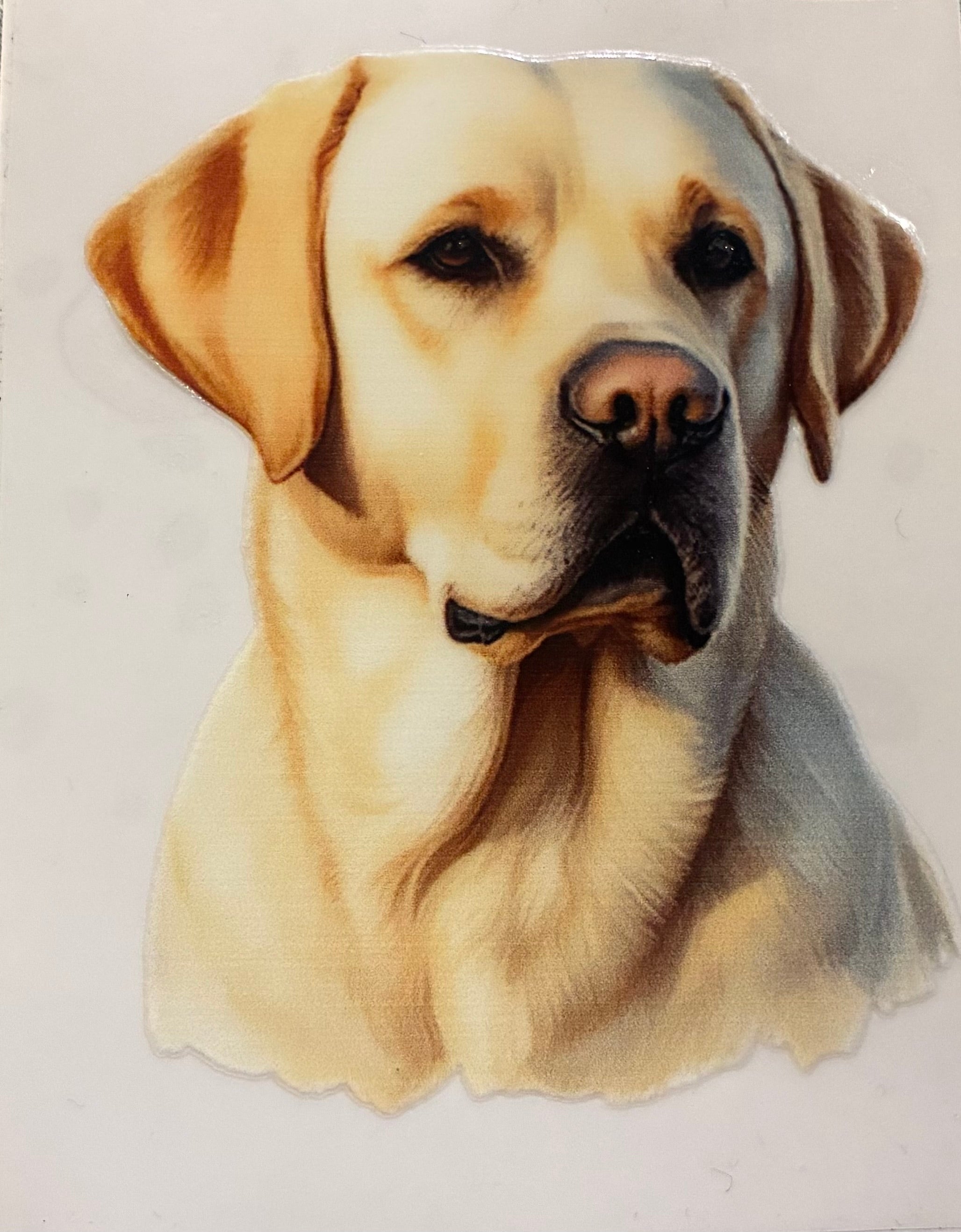 Labrador