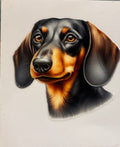 Dachshund