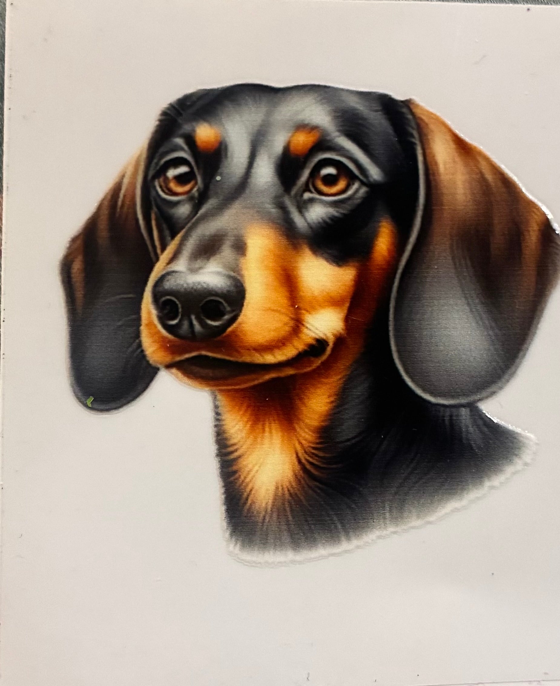 Dachshund