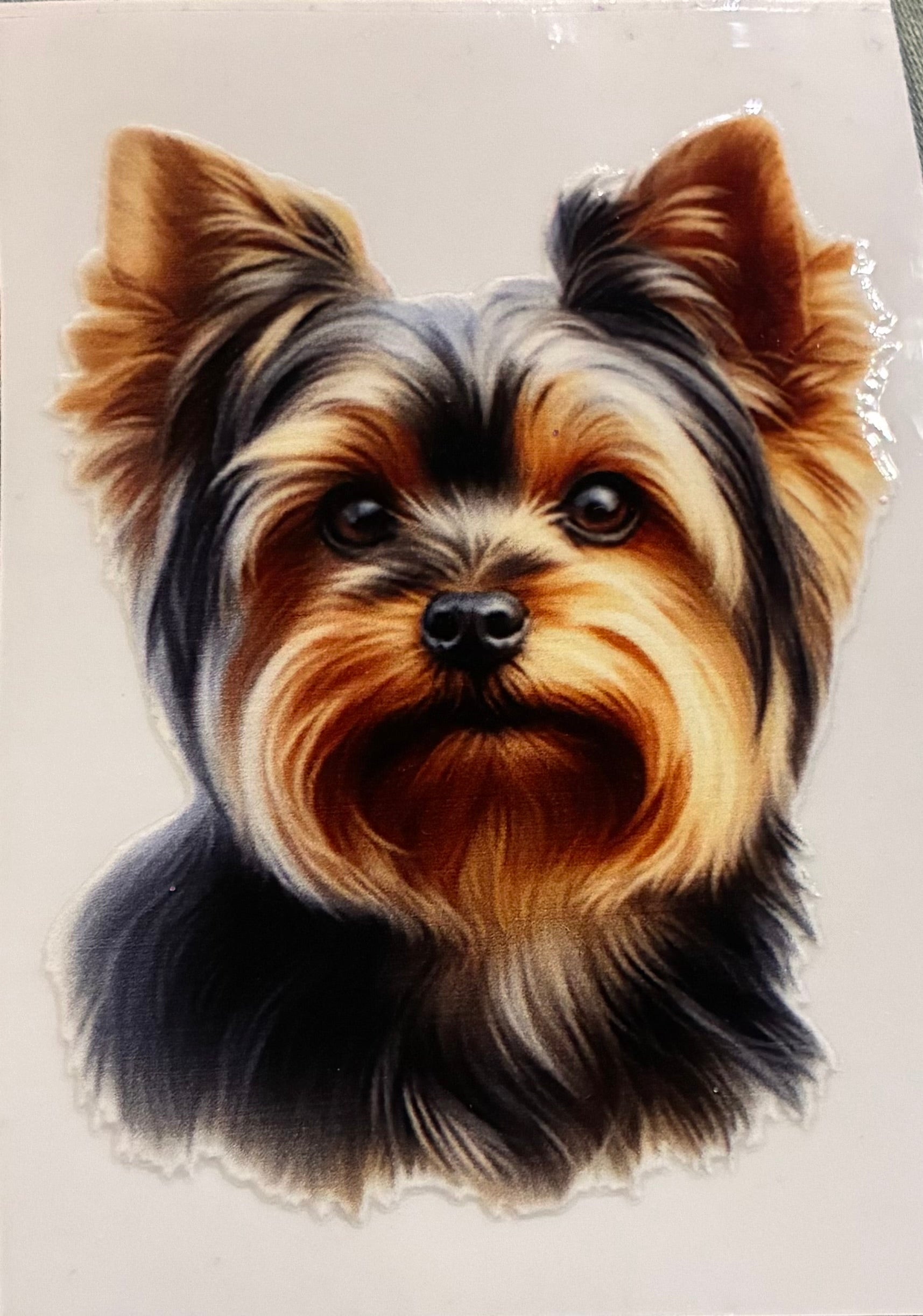Yorkshire Terrier