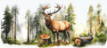 Deer
